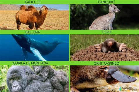 Infografía: Mamíferos con ombligo y excepciones.