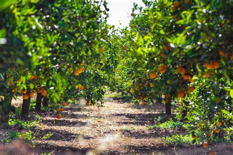 Campo de cultivo de cítricos bien cuidado con árboles cargados de frutos