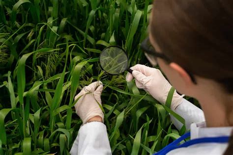 Imagen de un técnico realizando un análisis foliar en hojas de cítricos