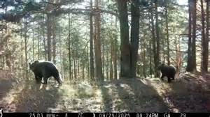 Osa parda Claverina con su osezno en los Pirineos aragoneses