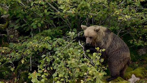 Osezno pardo explorando el bosque bajo la atenta mirada de su madre