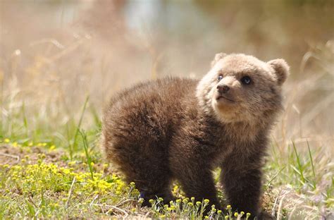 Cachorro de oso pardo en un prado alpino