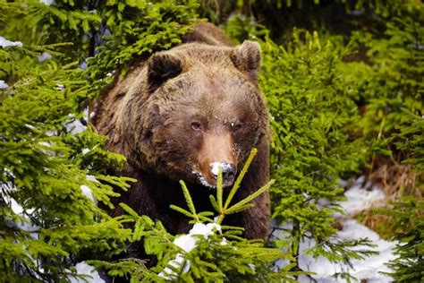 Ilustración de un osezno pardo en su hábitat natural, simbolizando la conservación