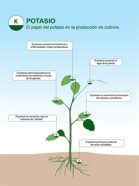 Esquema sobre la función del potasio en la mejora de la calidad de frutos y la resistencia de las plantas