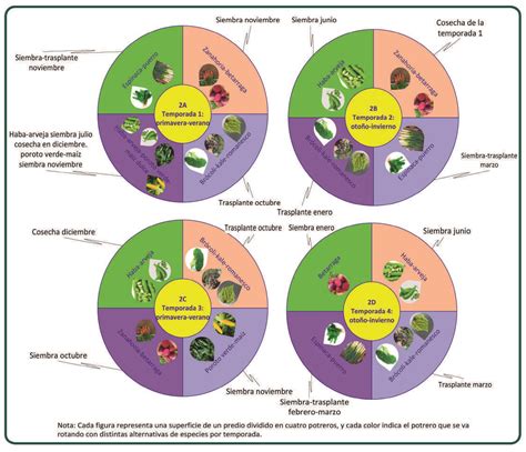 Esquema de las rotaciones de cultivo en una finca ecológica