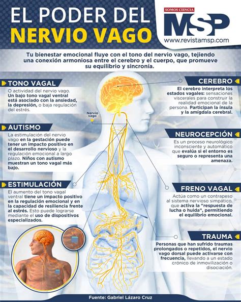 Esquema anatómico que muestra el origen del nervio vago en el tronco encefálico y su recorrido hacia los órganos abdominales.