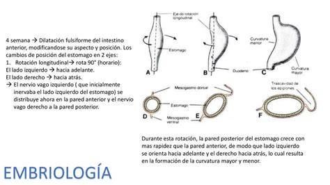 Diagrama de embriología mostrando la rotación del estómago y el desplazamiento de los nervios vagos izquierdo y derecho.