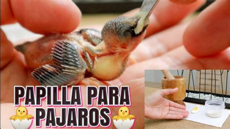 polluelo de ave comiendo papilla de jeringa