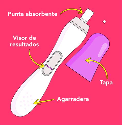 Infografía detallada sobre el funcionamiento de un test de embarazo casero y la detección de la hormona hCG