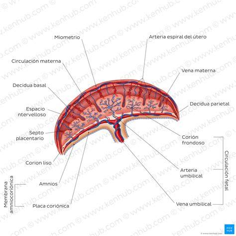 Esquema detallado de la placenta mostrando la lámina coriónica, la placa basal, las vellosidades coriónicas y los vasos umbilicales