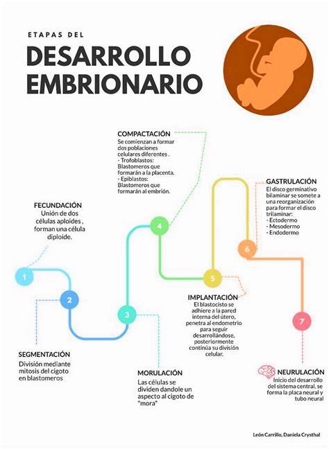 Diagrama de las etapas iniciales del desarrollo embrionario y la formación de vellosidades coriónicas