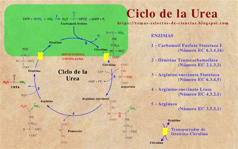 Esquema general del metabolismo del amonio y el ciclo de la urea