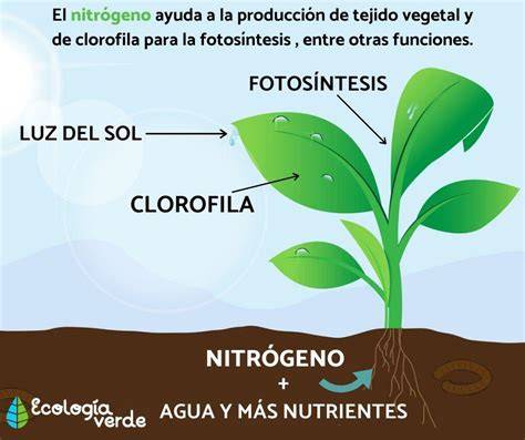 Esquema de asimilación de nitrógeno foliar en plantas
