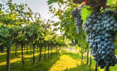 Viñedo con uvas de mesa de alta calidad