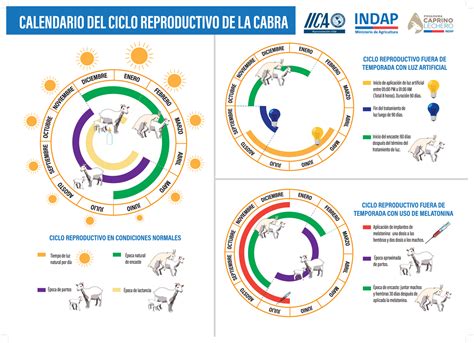diagrama del ciclo reproductivo de una cabra lechera