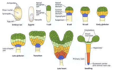 Tabla de eficiencia de regeneración en embriogénesis somática directa para P. americana var. Drymifolia (Cuadro 1)