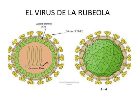 Esquema comparativo entre el virus de la rubéola y el virus del sarampión