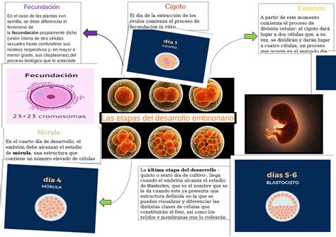 Esquema de las etapas de desarrollo de un polluelo de Forpus