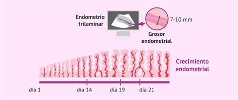 Microscopía del endometrio preparado para la implantación