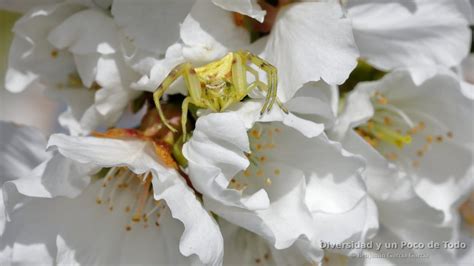 Foto de una araña cangrejo (Thomisus onustus) camuflada en una flor, mostrando su morfología triangular y su coloración