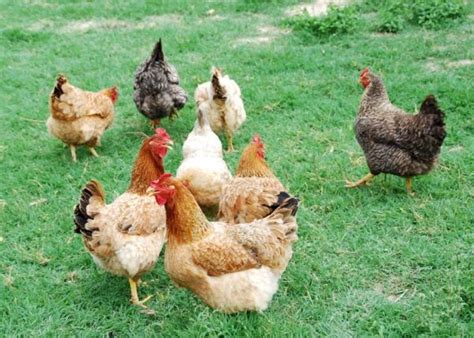 Tienda de aves de corral con variedad de animales y accesorios