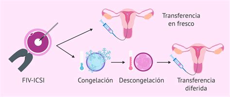 Cronología de la viabilidad de embriones congelados a lo largo de los años