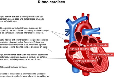 Esquema de las variaciones del ritmo cardíaco normal y anómalo