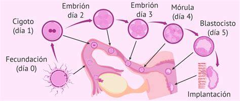 Diagrama de las etapas tempranas del desarrollo embrionario, mostrando el cigoto, embrión de 2, 4, 8 células y mórula.