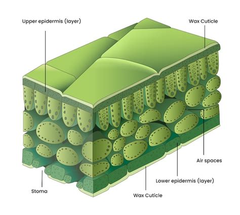 Diagrama de corte transversal de un pañal Dodot, mostrando las diferentes capas: capa superior, capa de distribución, núcleo absorbente, capa exterior impermeable y barreras elásticas.