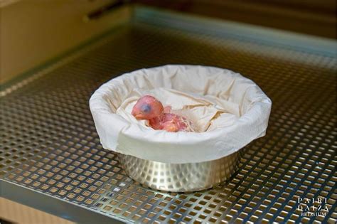 Foto de un polluelo de agapornis en una caja con virutas y una fuente de calor