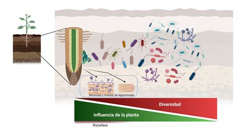 Esquema de la interacción entre la microbiota del suelo, la rizósfera y el crecimiento de las plantas