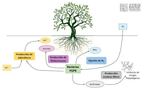Infografía sobre los mecanismos de acción de las bacterias promotoras del crecimiento vegetal (PGPR) en la raíz