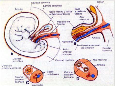 Esquema del útero con feto, placenta y cordón umbilical