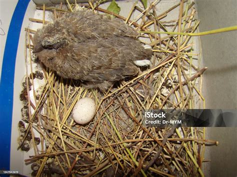 Foto de pájaro bebé (polluelo) en el nido
