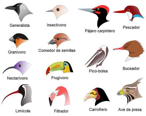 Esquema de tipos de picos de aves (insectívoro vs. granívoro)