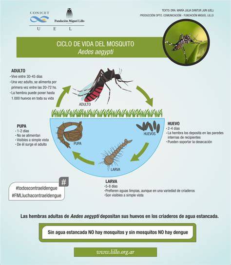 Infografía sobre el ciclo de vida del mosquito Aedes aegypti y su transmisión del virus Zika