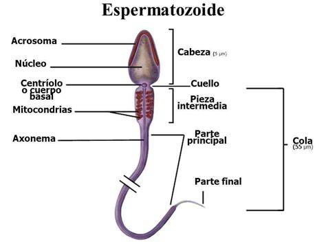 Diagrama de las partes de un espermatozoide: cabeza (acrosoma y núcleo), pieza intermedia y flagelo.