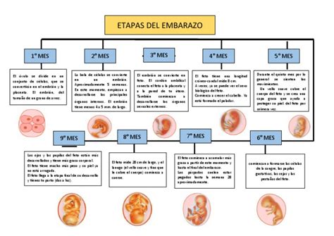 Esquema de las etapas del embarazo y los tipos de aborto