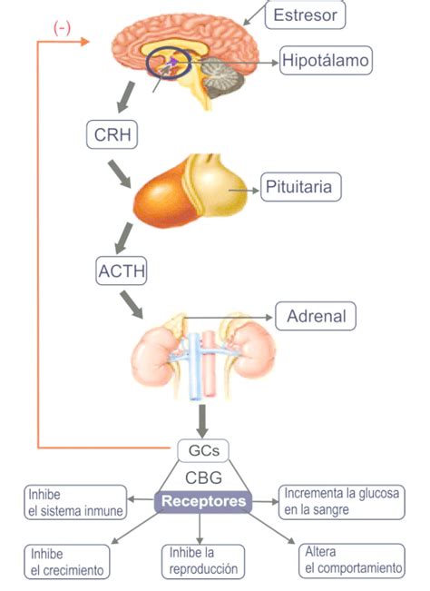 Esquema del eje hipotalámico-hipofisario-adrenal (HPA)