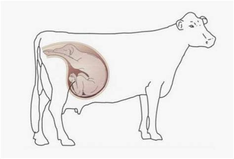 Ilustración de un ternero con gigantismo fetal