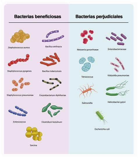 Esquema de las bacterias beneficiosas de MASTER y su acción en el suelo