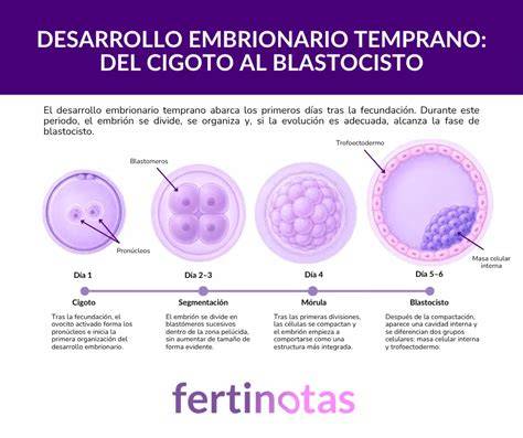 Infografía del desarrollo embrionario desde el cigoto hasta el blastocisto y su implantación