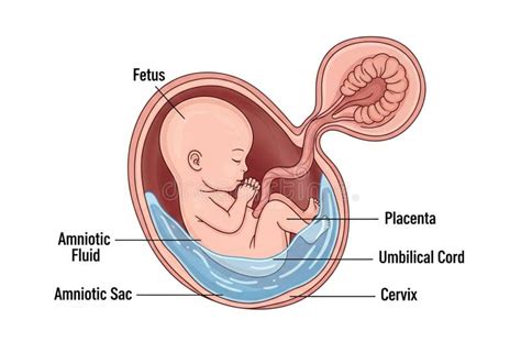 Ilustración mostrando el feto dentro del útero, conectado por el cordón umbilical a la placenta