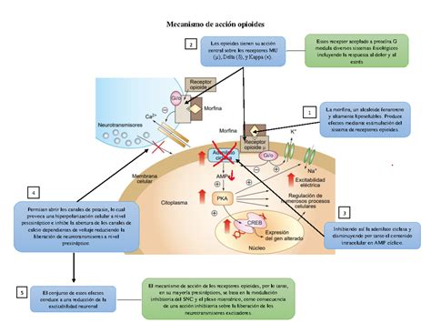 Esquema del mecanismo de acción del dextrometorfano (inhibición del reflejo de la tos) y la pseudoefedrina (vasoconstricción nasal)