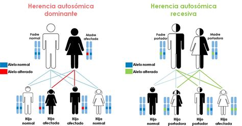 Esquema de herencia de enfermedades recesivas