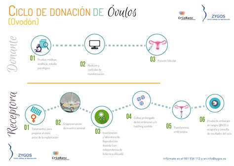 Infografía: Compatibilidad genética en donación de óvulos