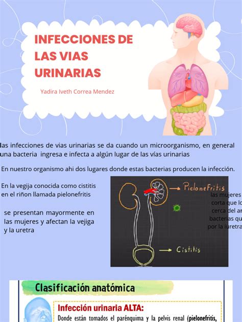 Esquema de las vías urinarias femeninas con flechas indicando el ascenso bacteriano desde la uretra hasta el riñón