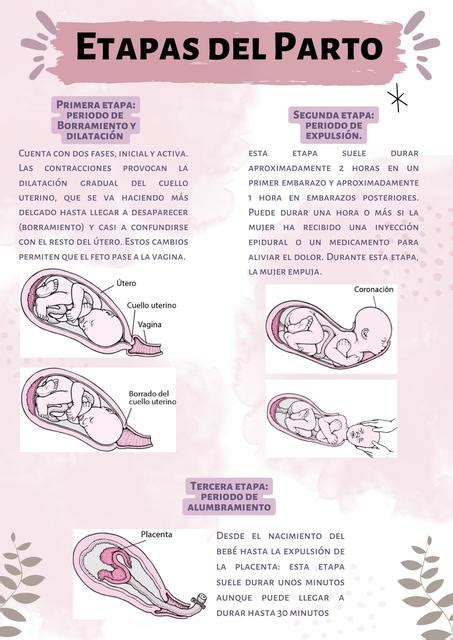 Esquema de las etapas de la psicología perinatal: concepción, embarazo, parto, posparto, primer año del bebé