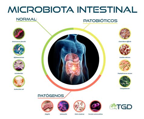 Esquema de la microbiota intestinal y cómo el calostro bovino puede influir en su equilibrio