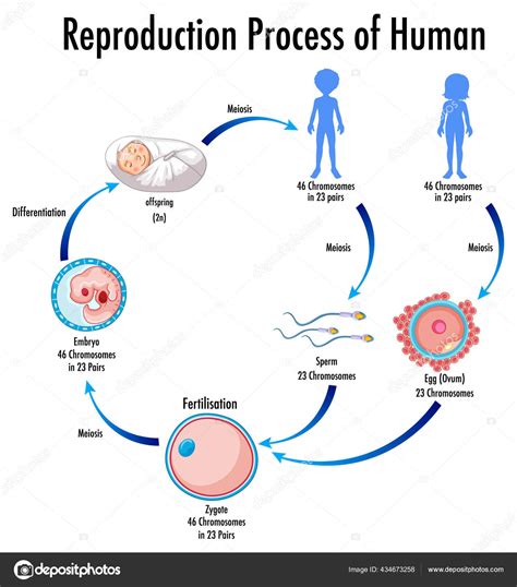 Esquema general del proceso de reproducción humana, incluyendo gametos y etapas iniciales del desarrollo